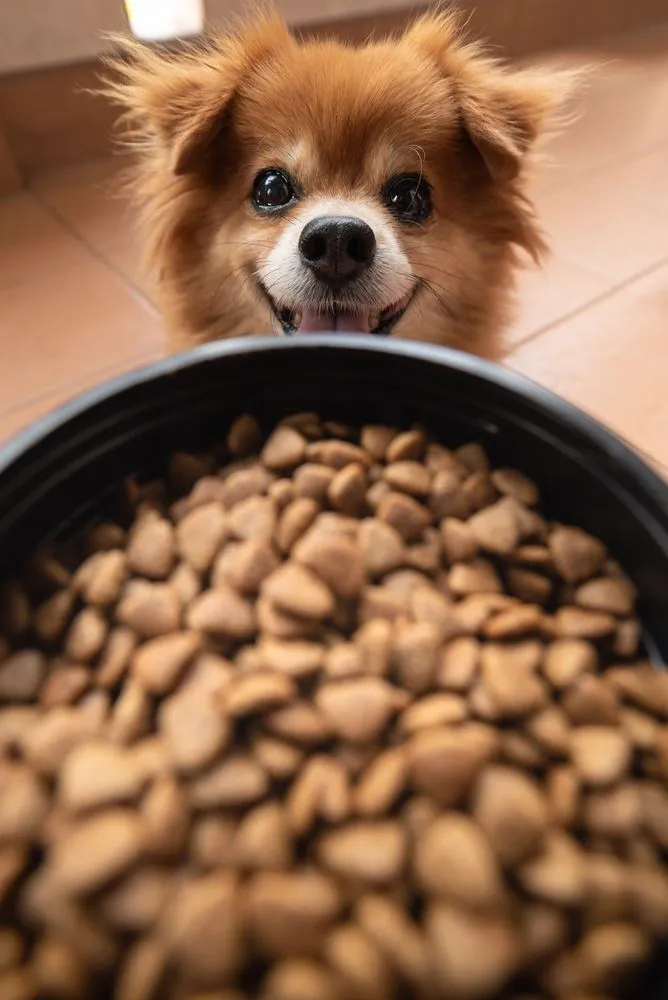Köpek Maması