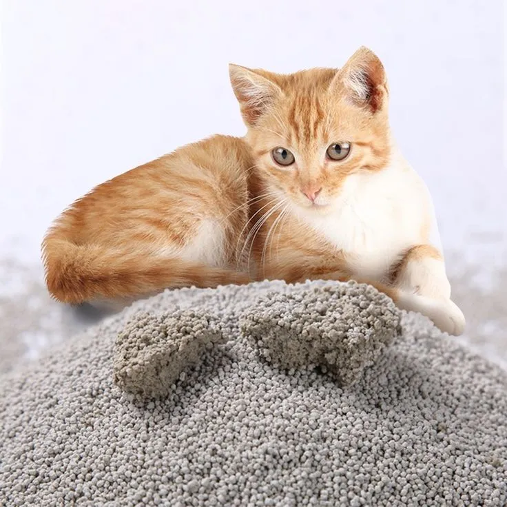 Kedi Kumu